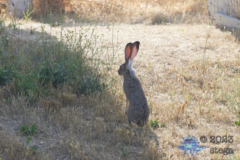 Hare