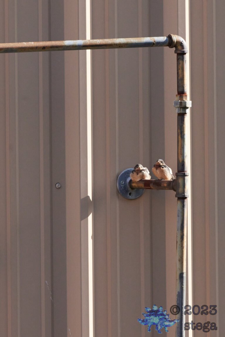 Barn Swallows