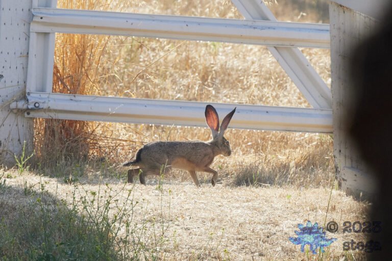 Hare