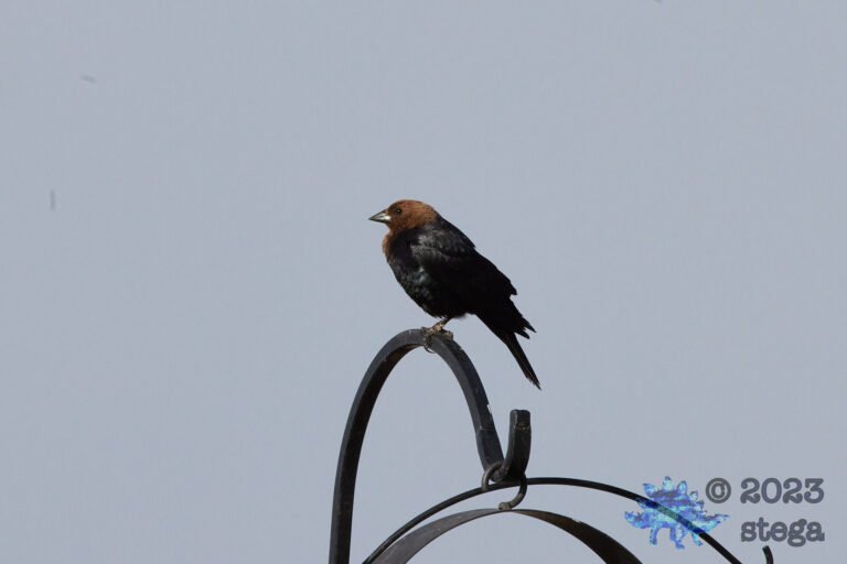 Brown-Headed Cowbird