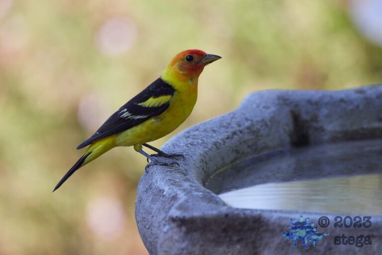 Western Tanager