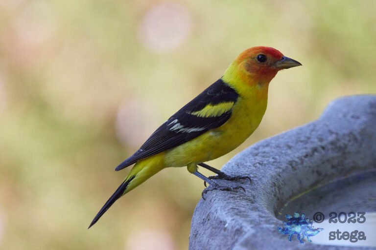 Western Tanager