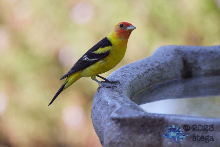 Western Tanager