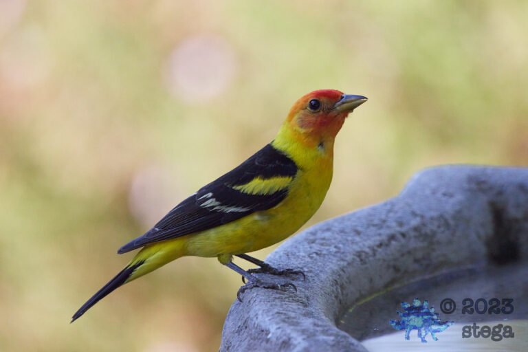 Western Tanager