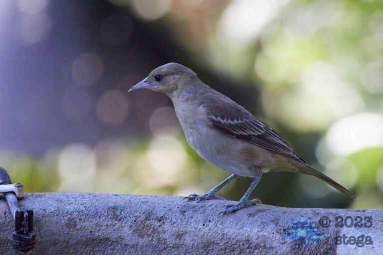 Bullock’s Oriole