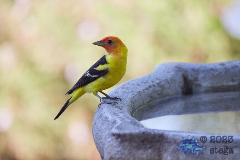 Western Tanager