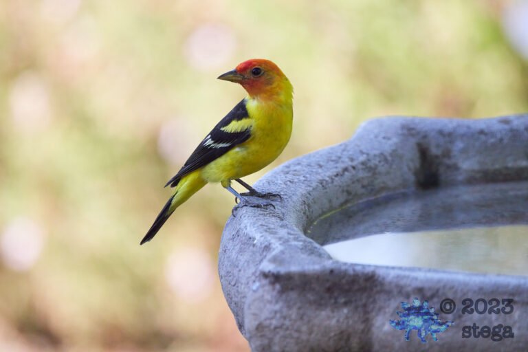 Western Tanager