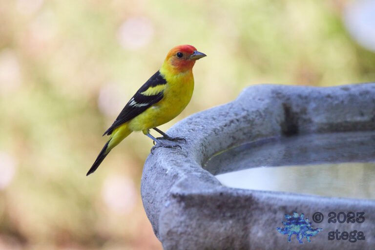 Western Tanager
