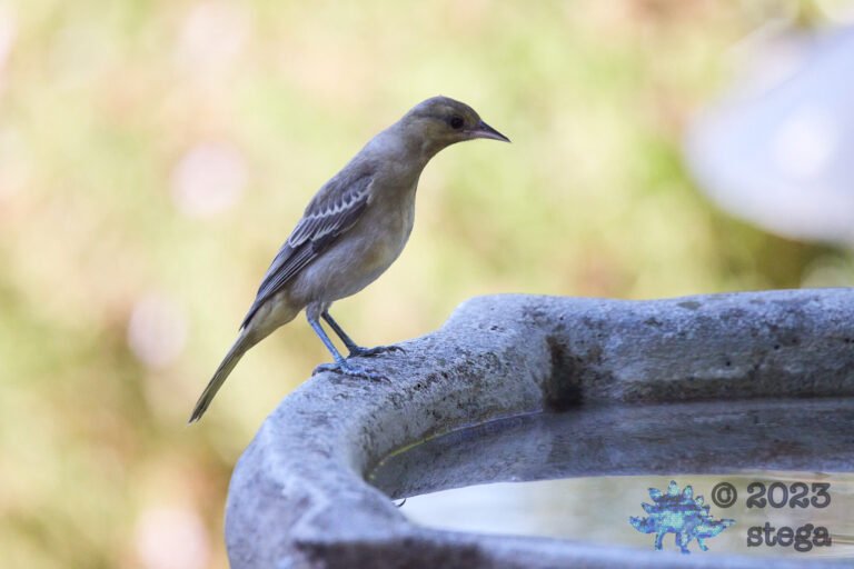 Bullock’s Oriole