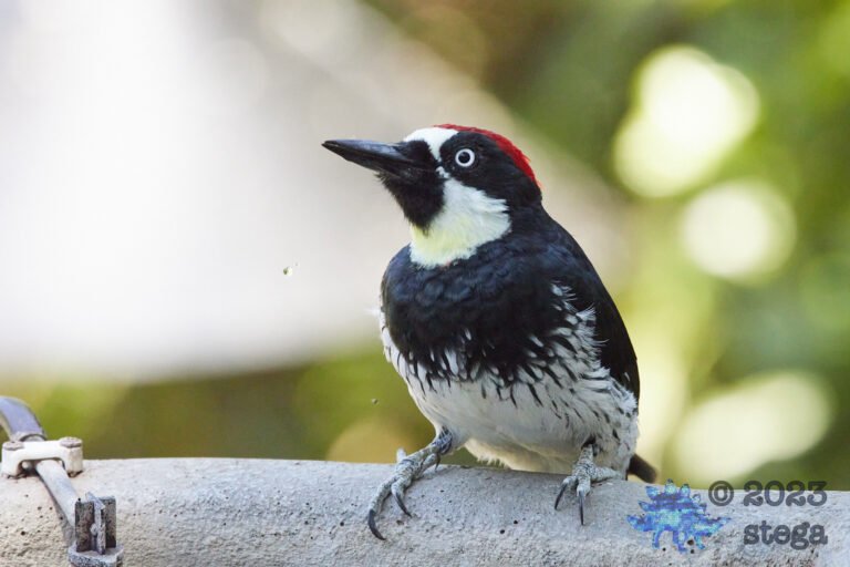 Acorn Woodpecker