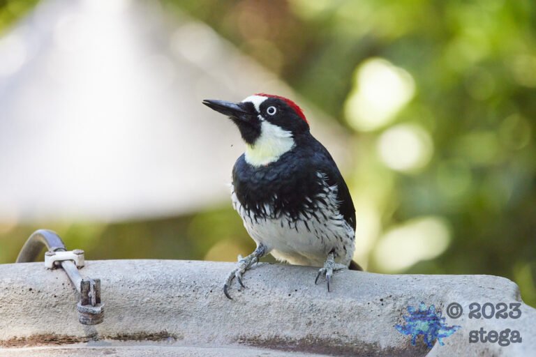Acorn Woodpecker