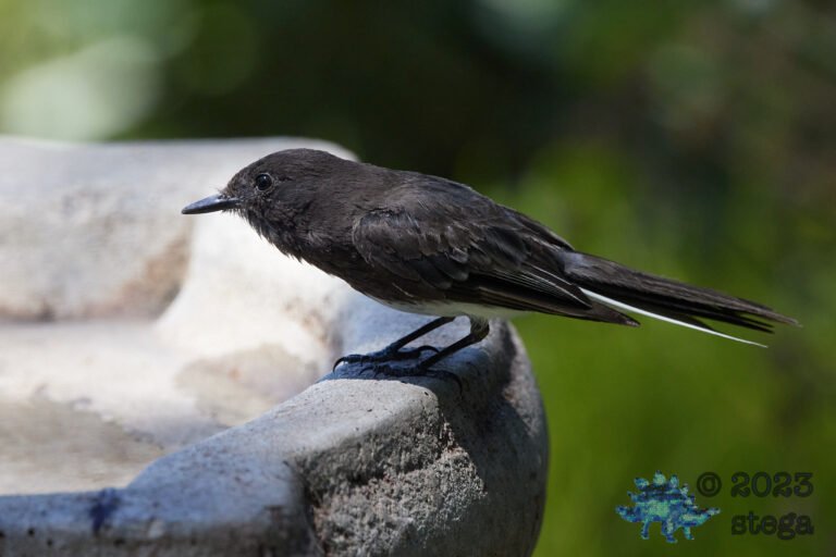 Black Phoebe