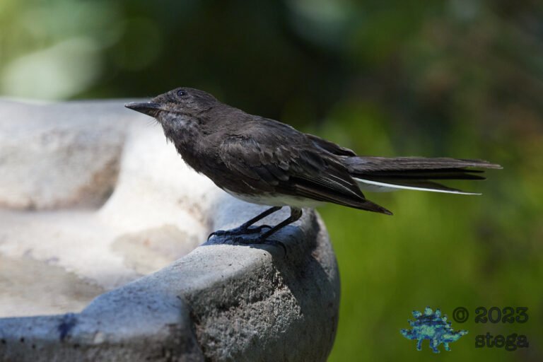 Black Phoebe