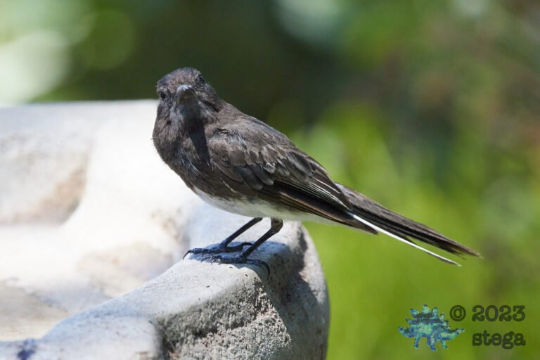 Black Phoebe