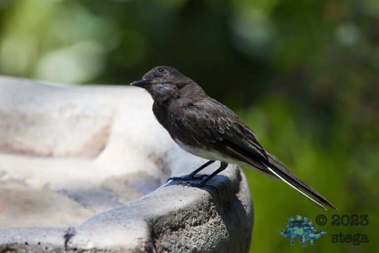 Black Phoebe