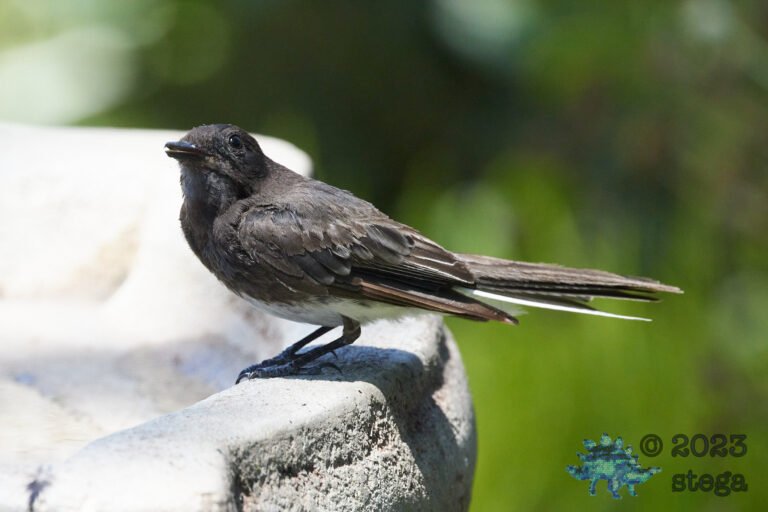 Black Phoebe
