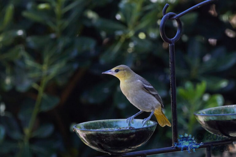 Bullock’s Oriole