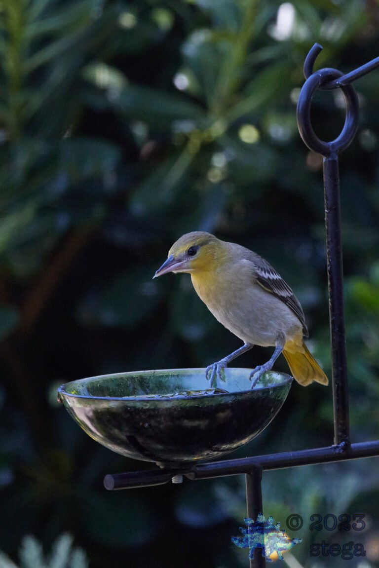 Bullock’s Oriole