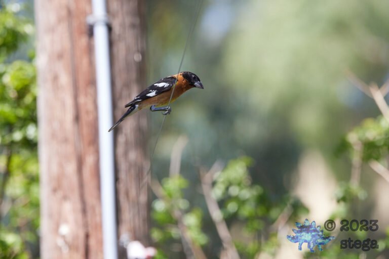 Black-Headed Grosbeak