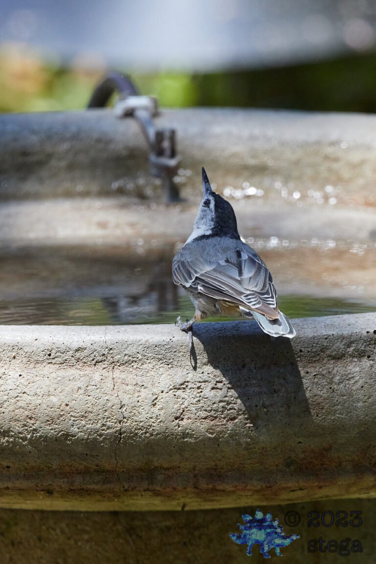 White-Breasted Nuthatch