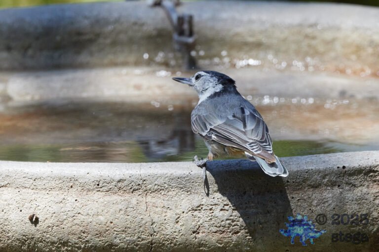 White-Breasted Nuthatch