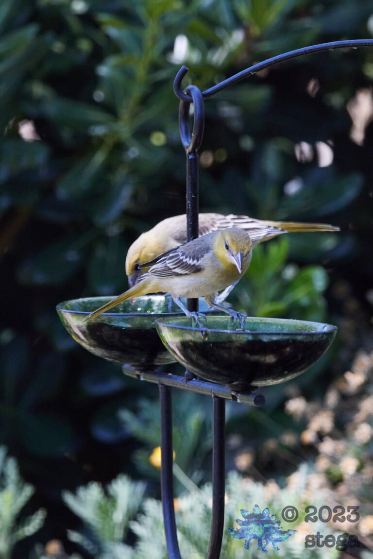 Bullock’s Oriole