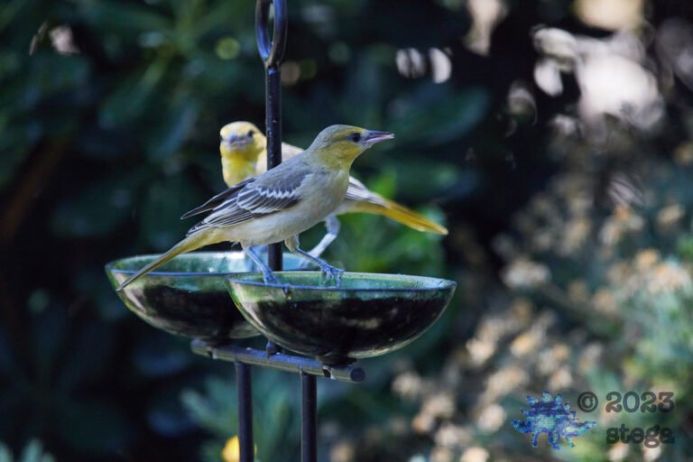 Bullock’s Oriole