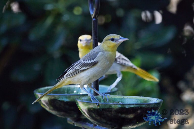 Bullock’s Oriole