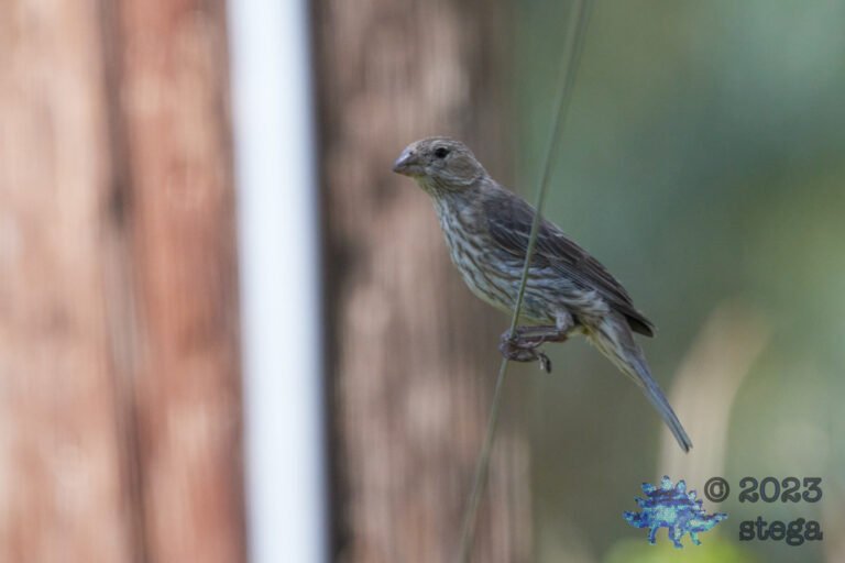 House Finch