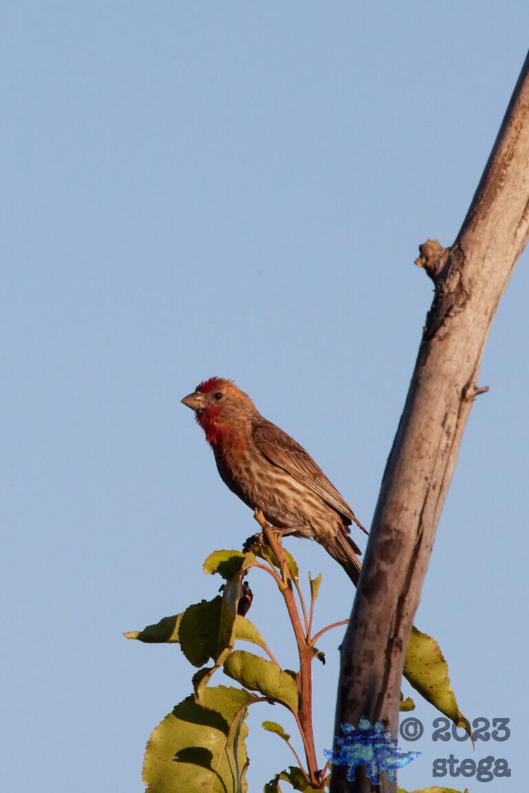 House Finch