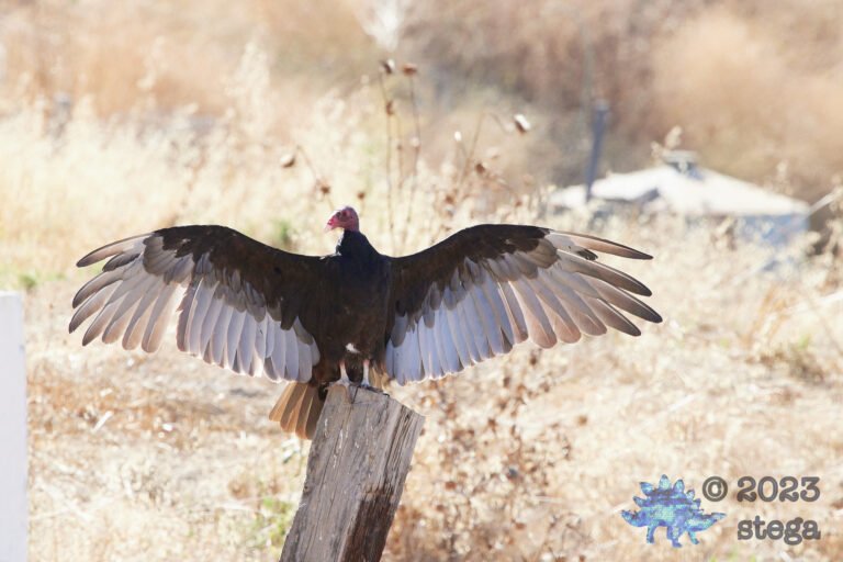 Turkey Vulture
