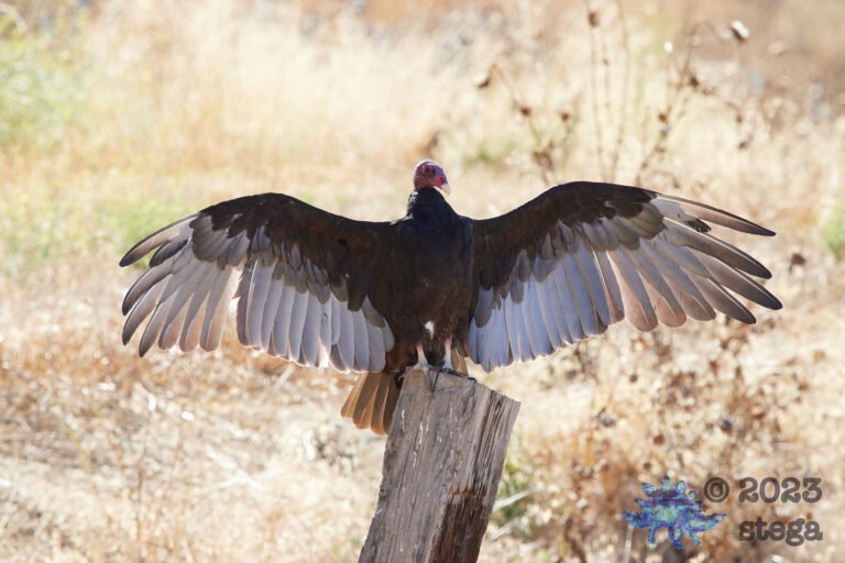 Turkey Vulture
