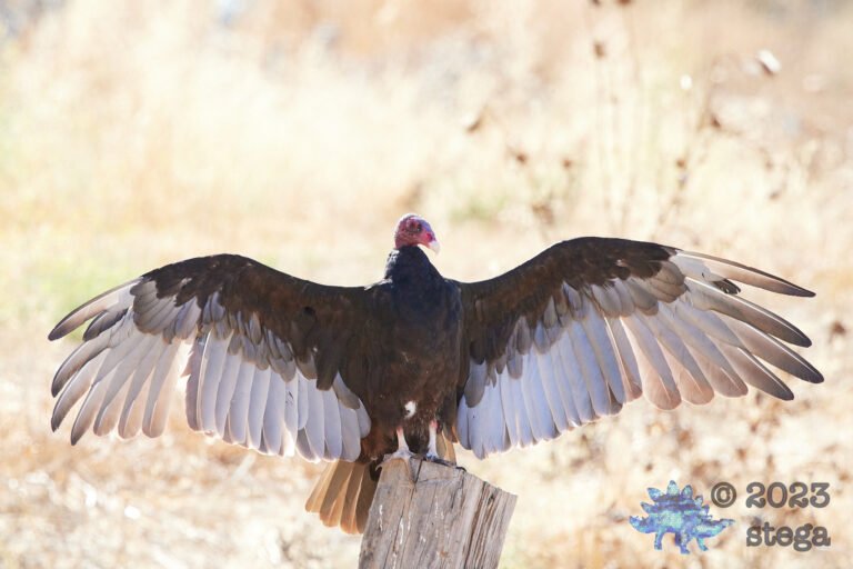 Turkey Vulture