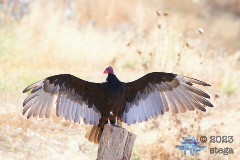 Turkey Vulture