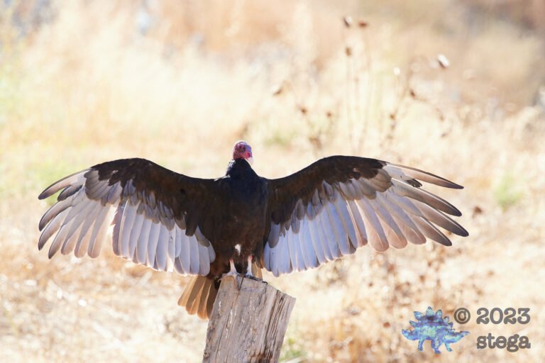 Turkey Vulture