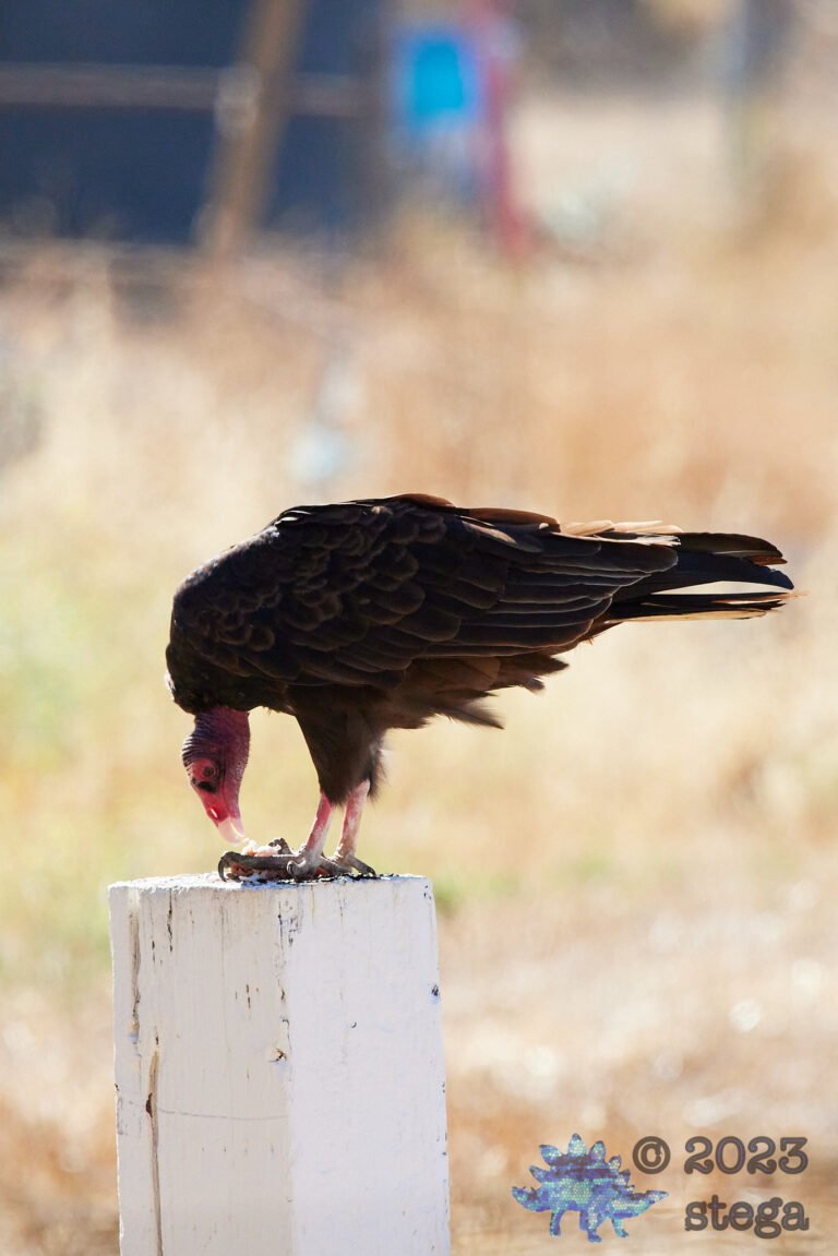 Turkey Vulture