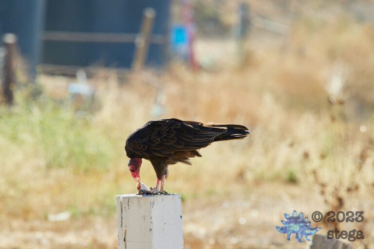 Turkey Vulture