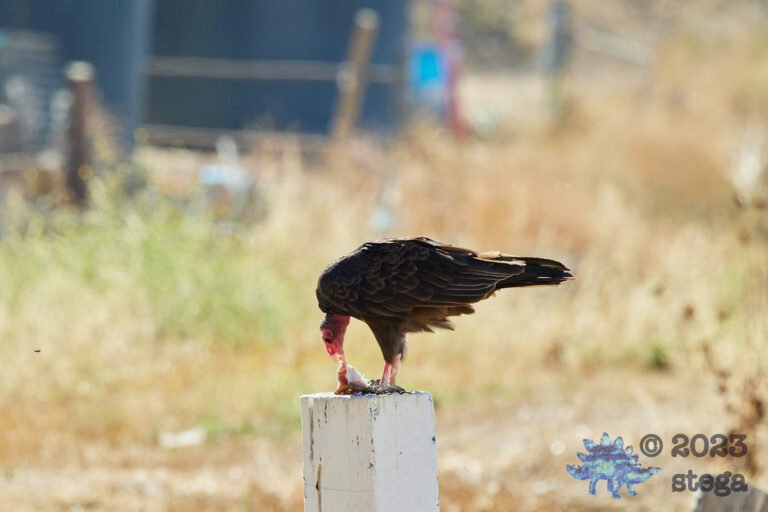 Turkey Vulture