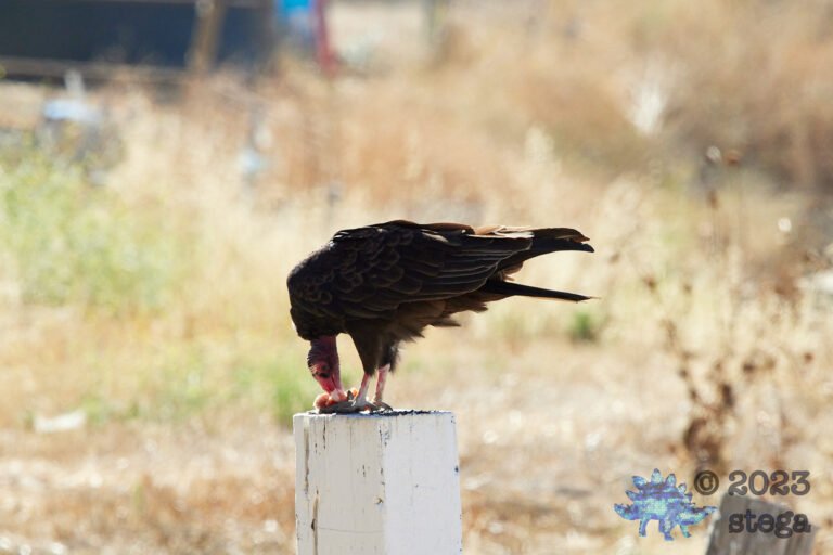 Turkey Vulture