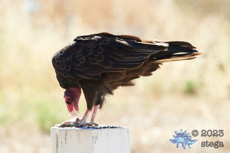 Turkey Vulture