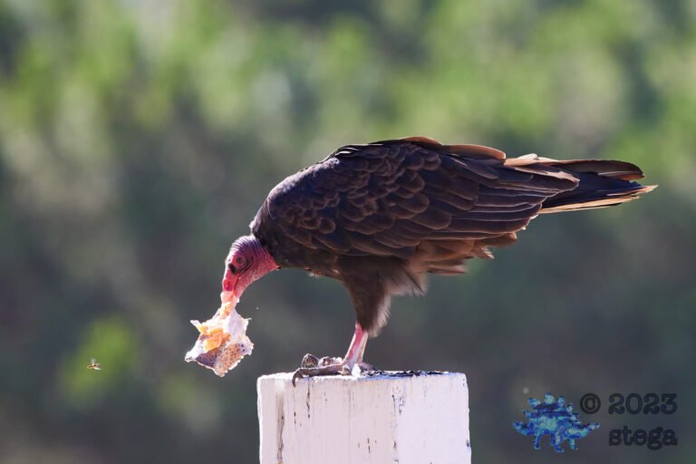 Turkey Vulture