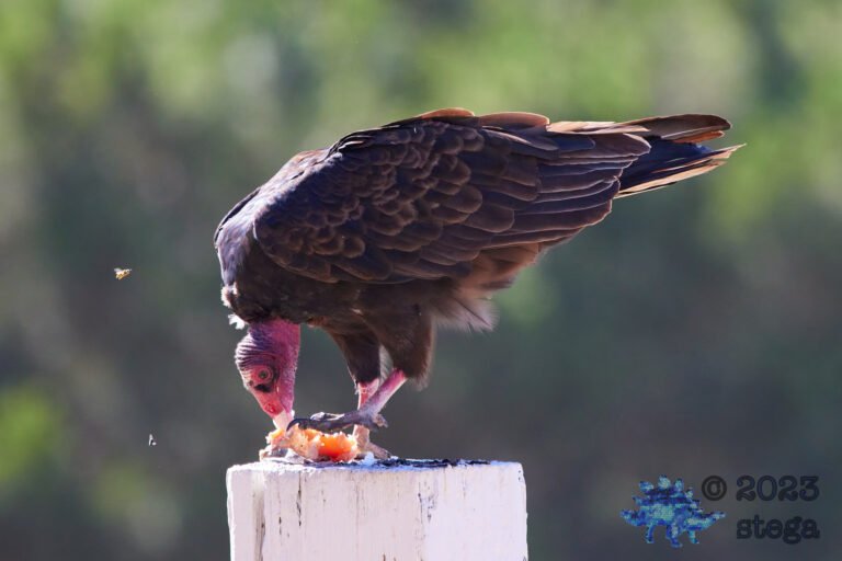 Turkey Vulture
