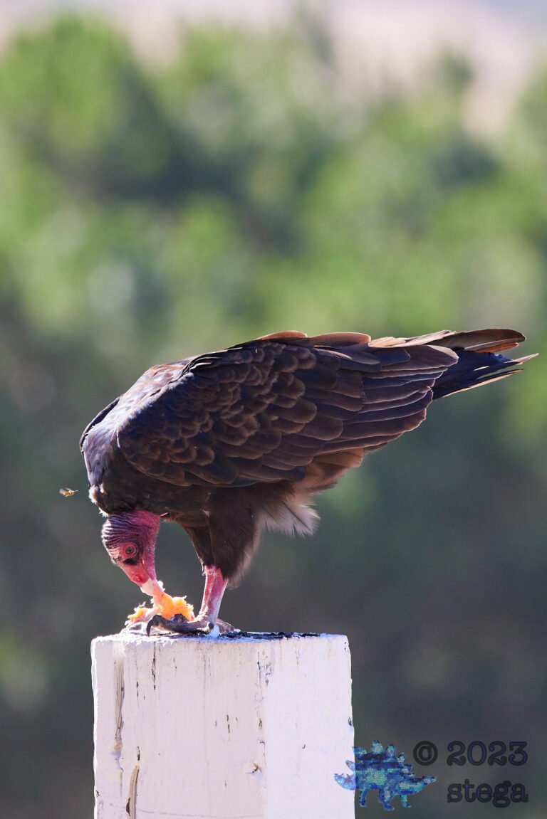 Turkey Vulture
