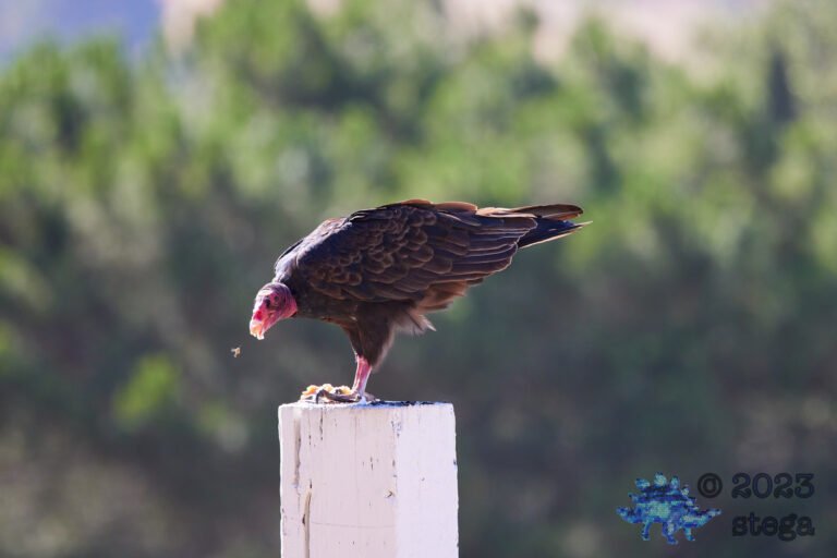 Turkey Vulture