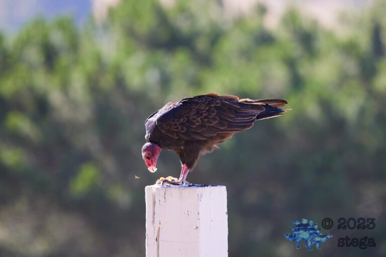 Turkey Vulture