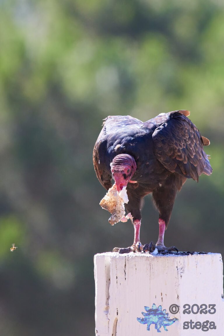 Turkey Vulture