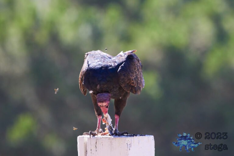 Turkey Vulture
