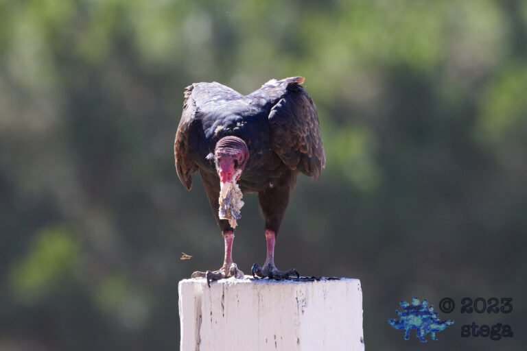 Turkey Vulture