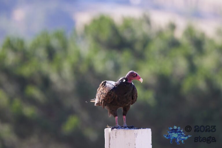 Turkey Vulture