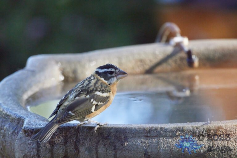 Black-Headed Grosbeak